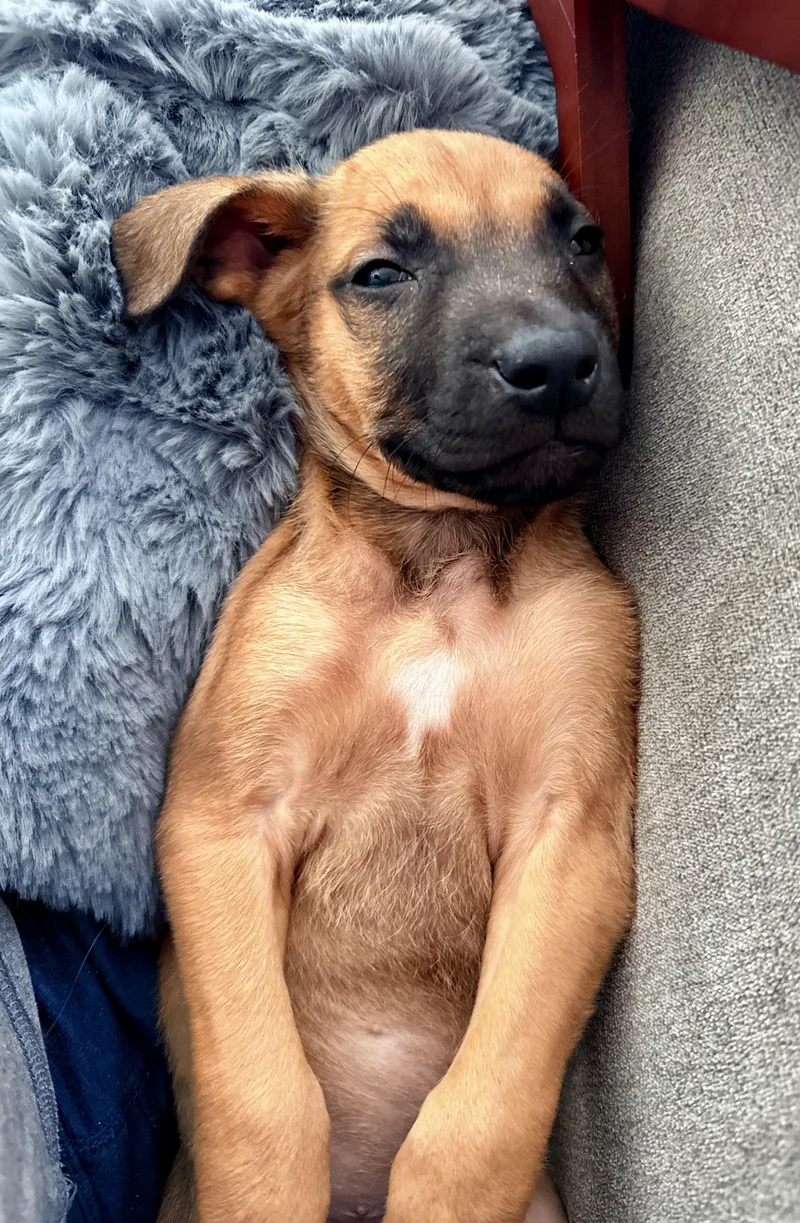 Bentley  Male B thumbnail 2