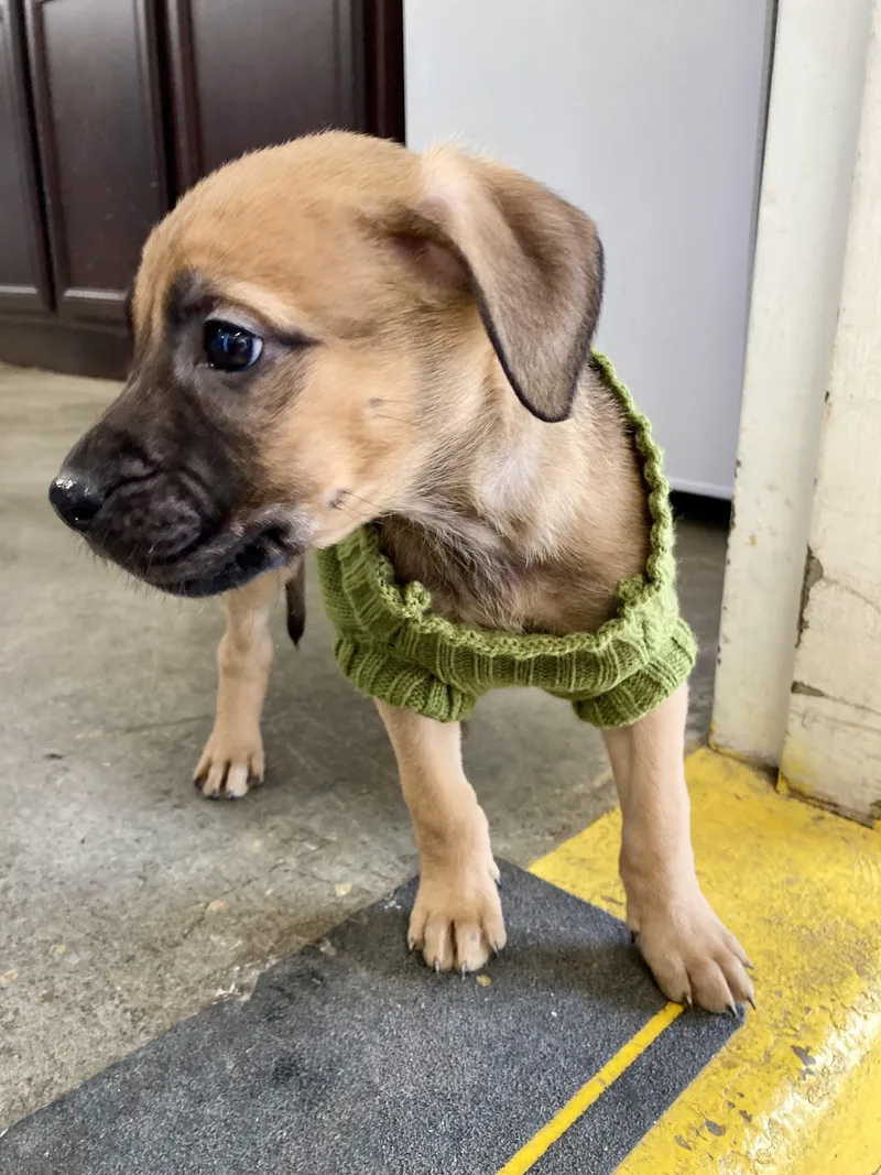 Bentley  Male B thumbnail 3