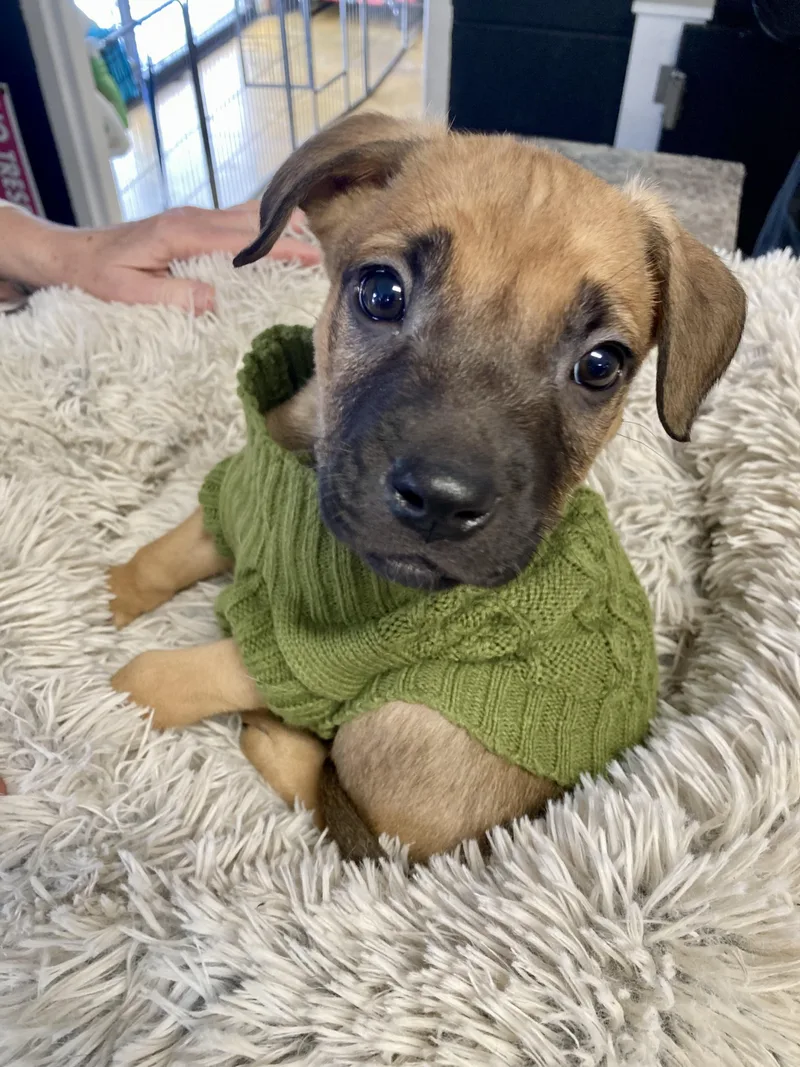 Bentley  Male B thumbnail 4