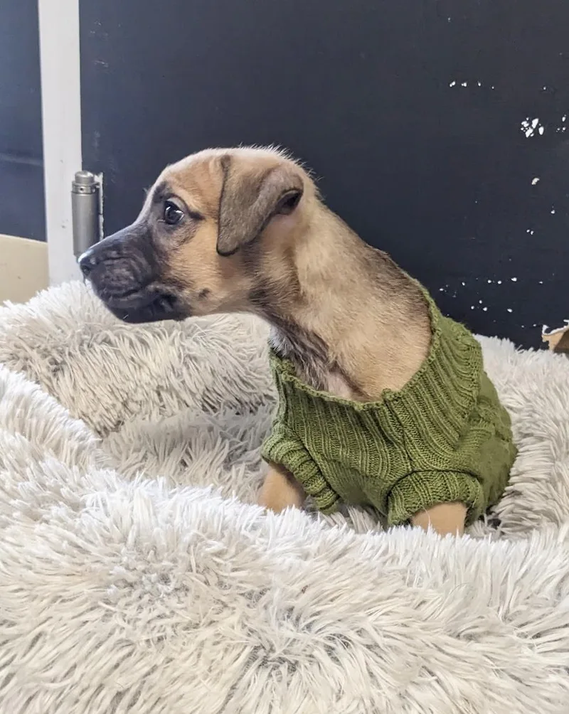 Bentley  Male B thumbnail 5