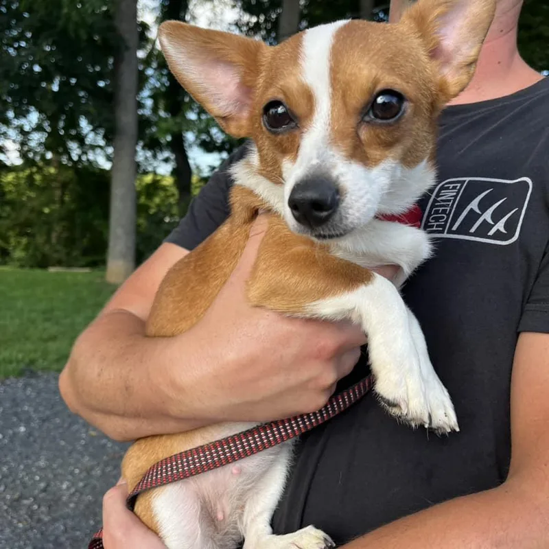 Stardust thumbnail 2