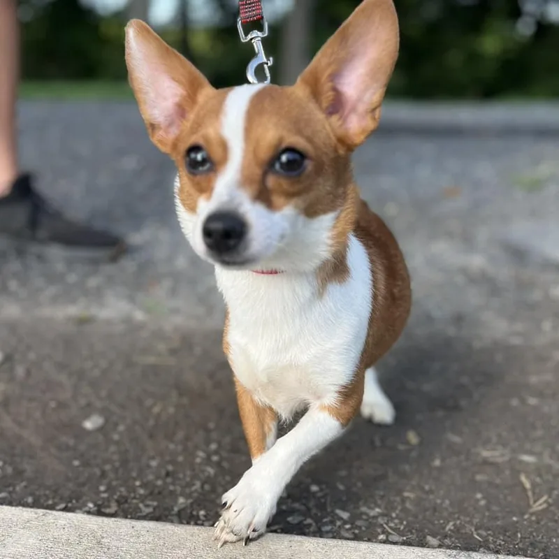 Stardust thumbnail 3