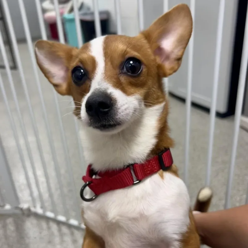 Stardust thumbnail 6