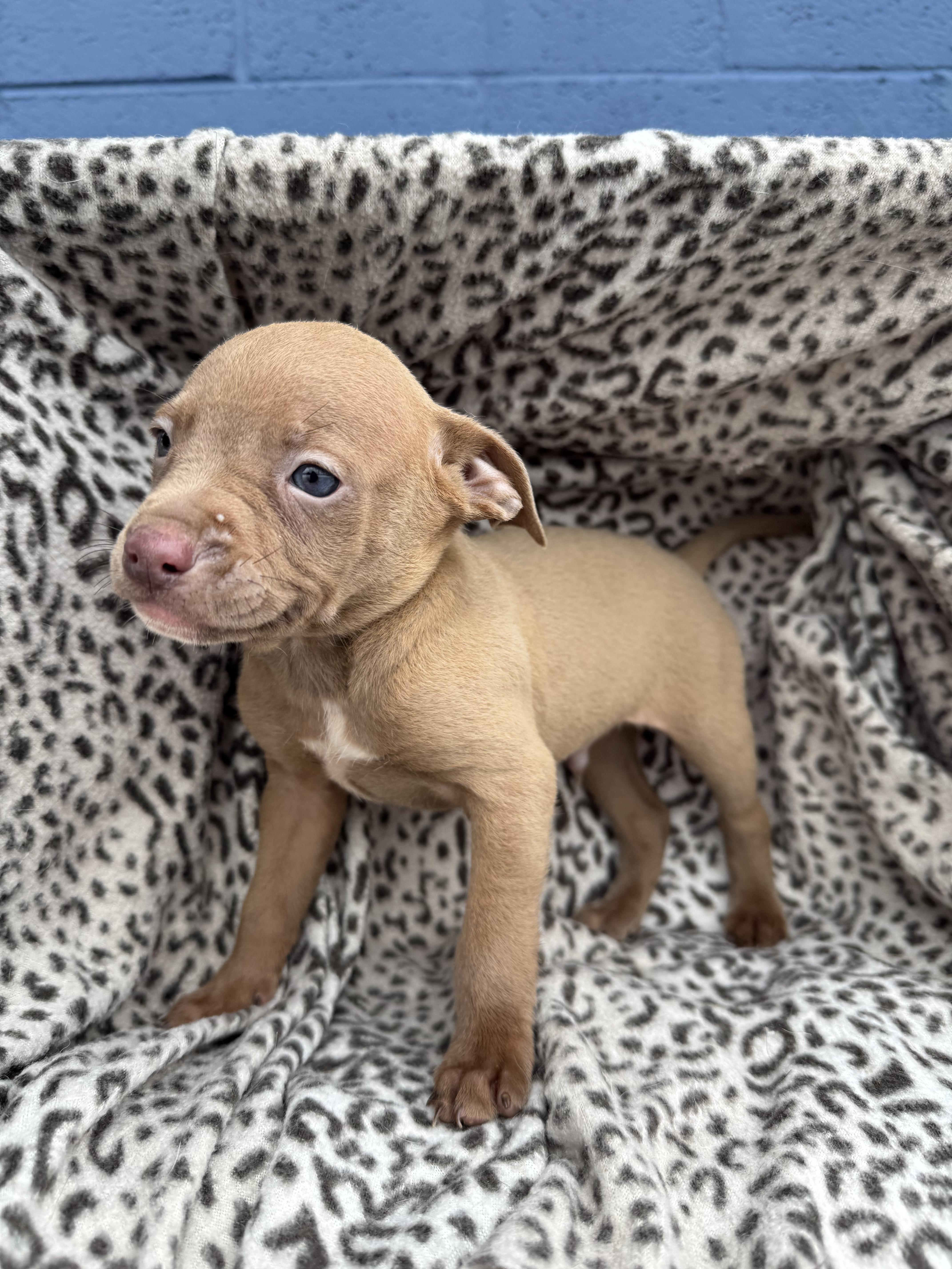 A baby medium-sized male Yellow / Tan / Blond / Fawn American Staffordshire Terrier dog named Micelangelo for adoption in Chuckey, TN