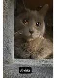 An adult medium-sized female Gray / Blue / Silver Domestic Short Hair cat named Ardith for adoption in Monticello, IL