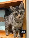 Ottie