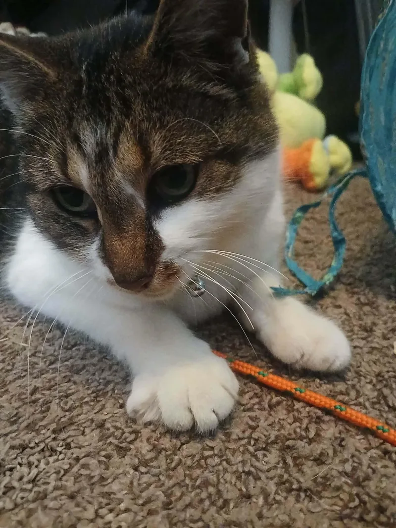 Scarlett thumbnail 2