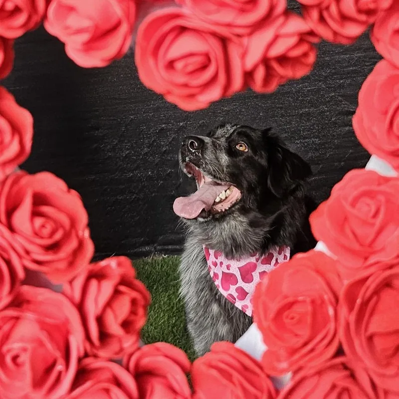 Ophelia Dupont thumbnail 2