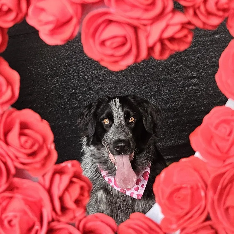 Ophelia Dupont thumbnail 3