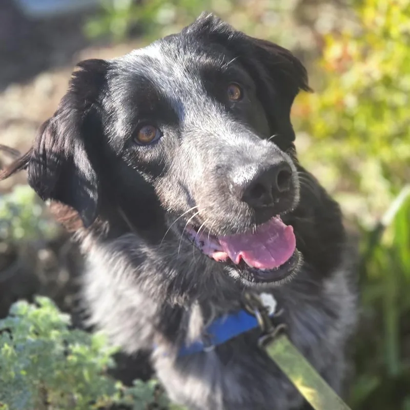 Ophelia Dupont thumbnail 4