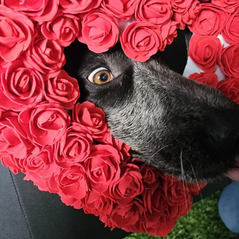 Ophelia Dupont thumbnail 5