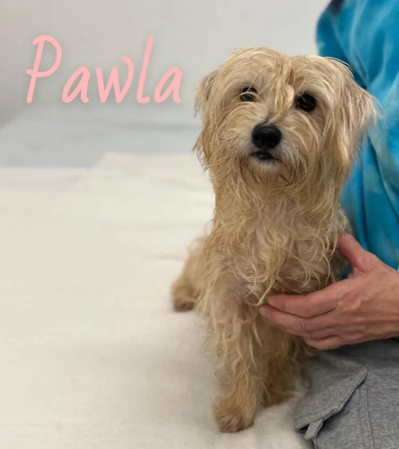 Pawla