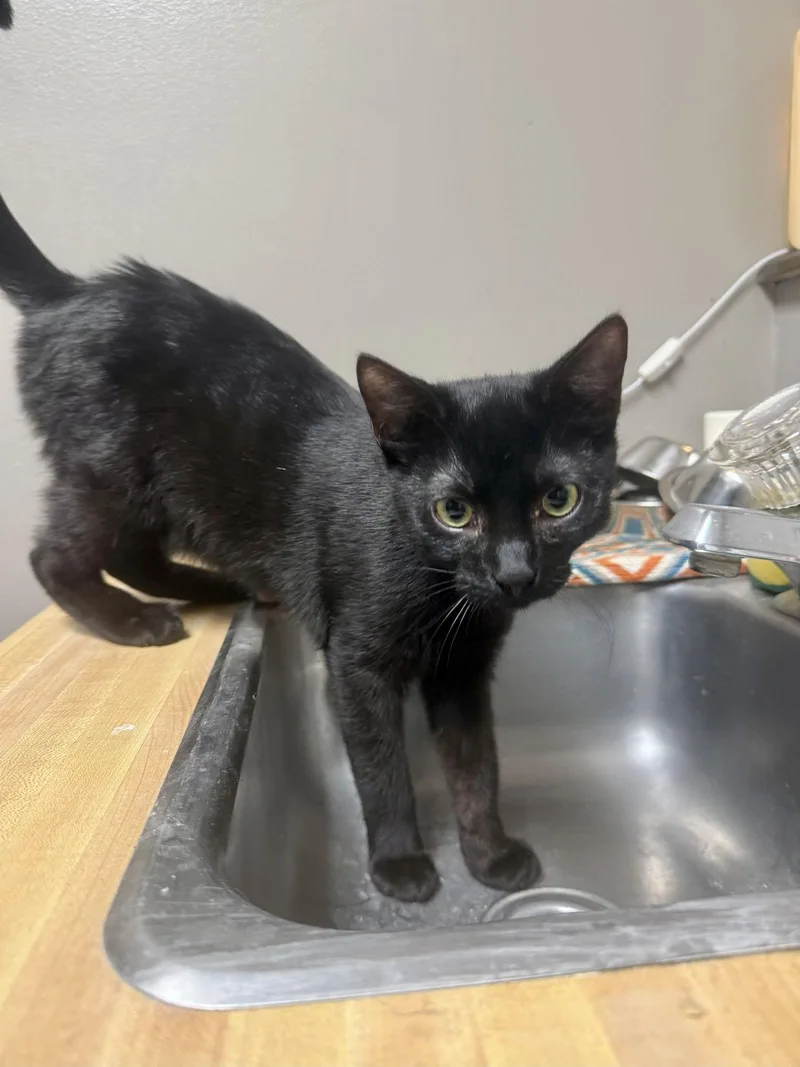 Cat  Boo thumbnail 2