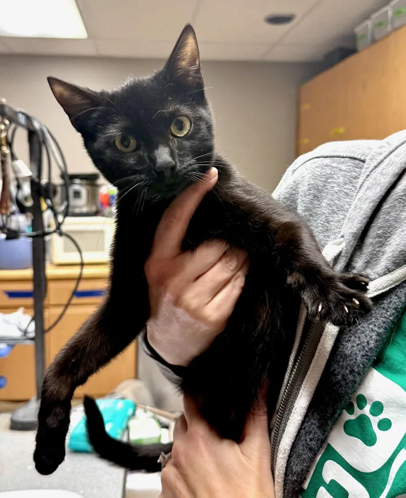 Cat  Boo thumbnail 3