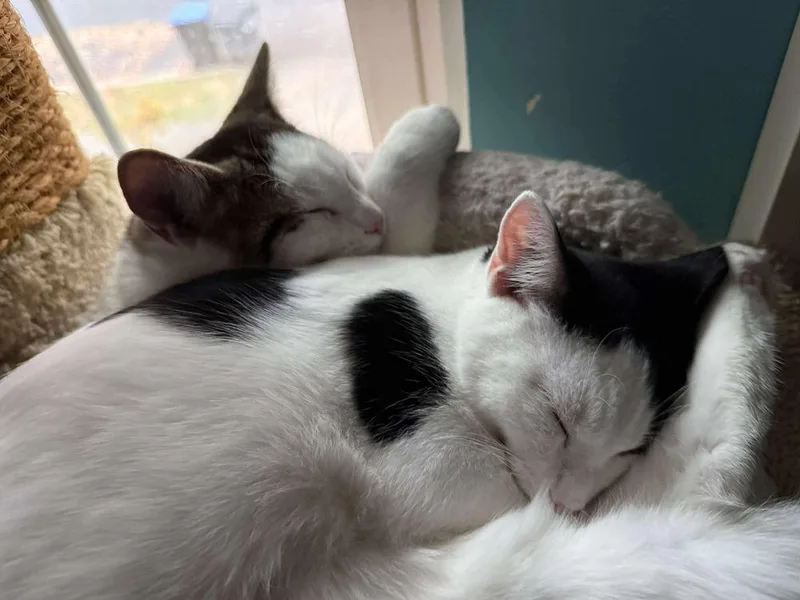 Holstein thumbnail 3