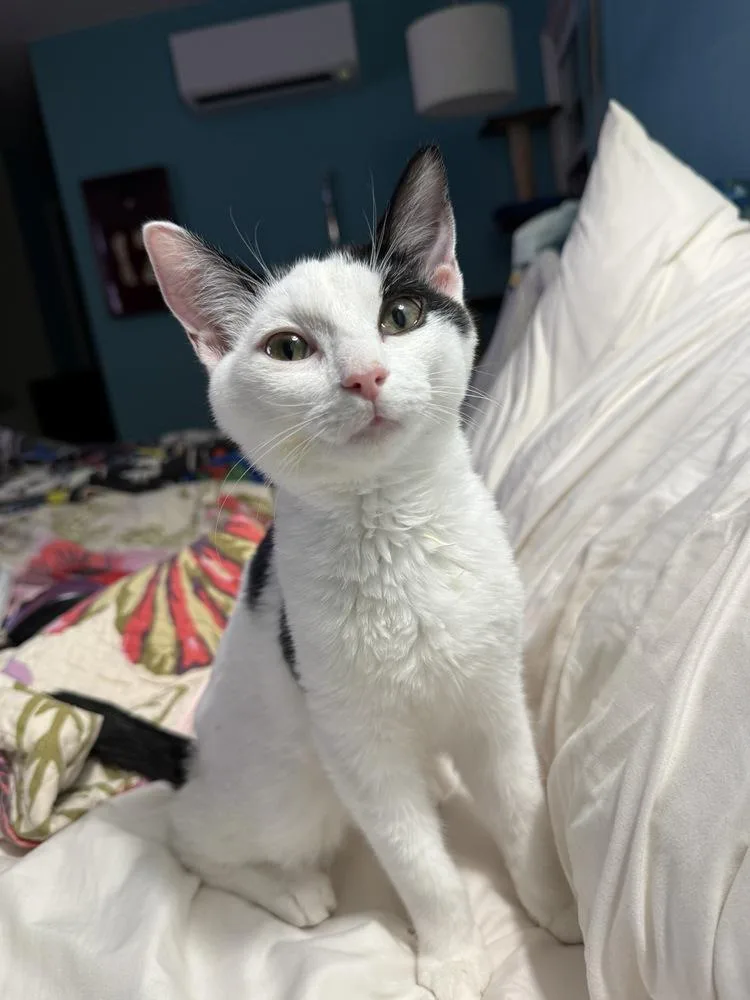 Holstein thumbnail 5