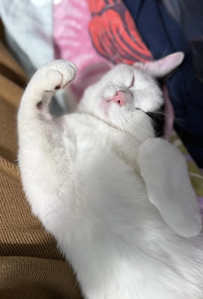 Holstein thumbnail 6