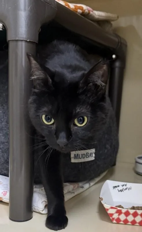 Monkey Bean thumbnail 2