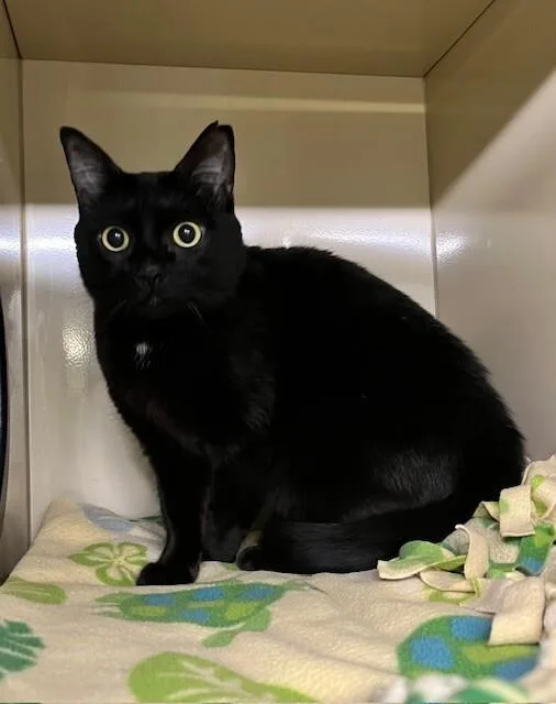 Monkey Bean thumbnail 3