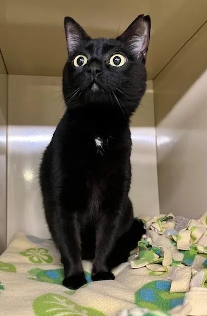 Monkey Bean thumbnail 4