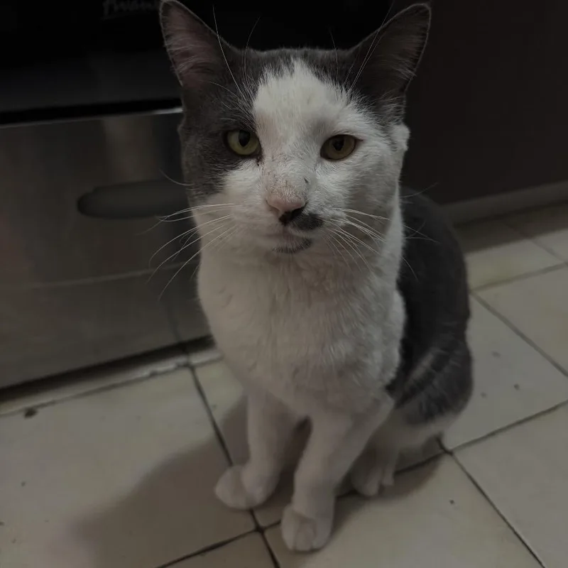 Mr Romantic thumbnail 2