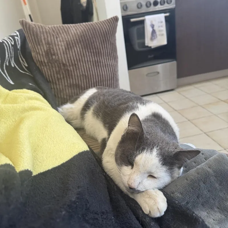 Mr Romantic thumbnail 3