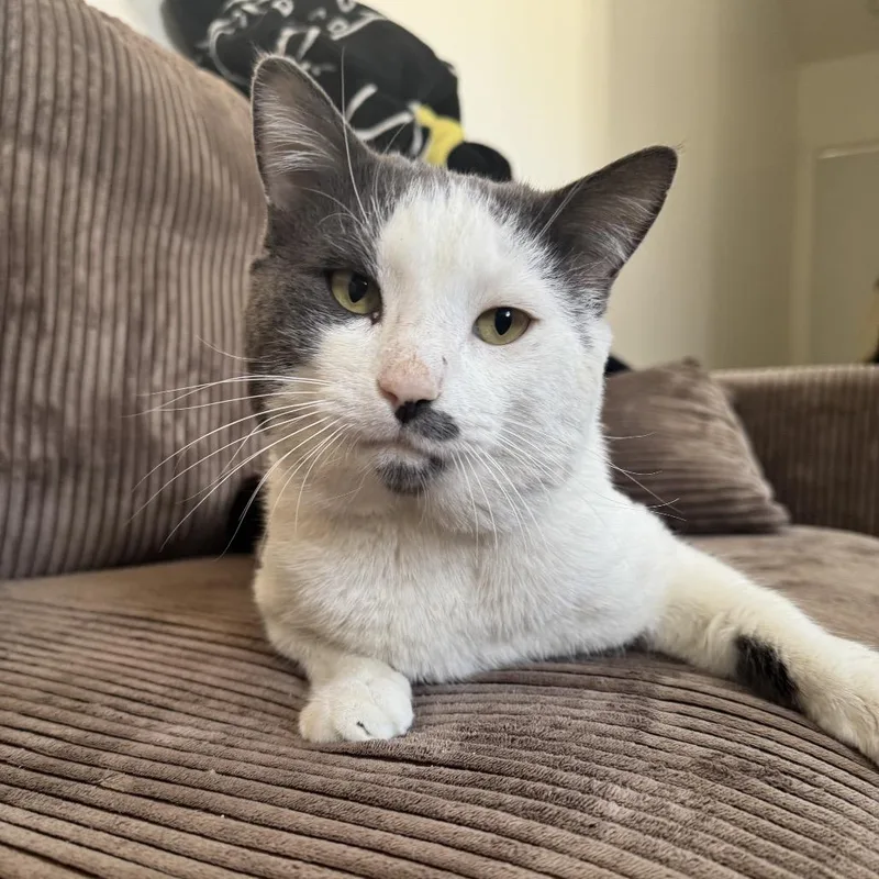 Mr Romantic thumbnail 4