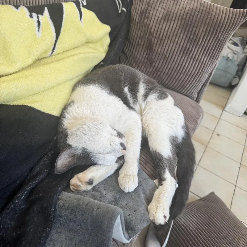 Mr Romantic thumbnail 5