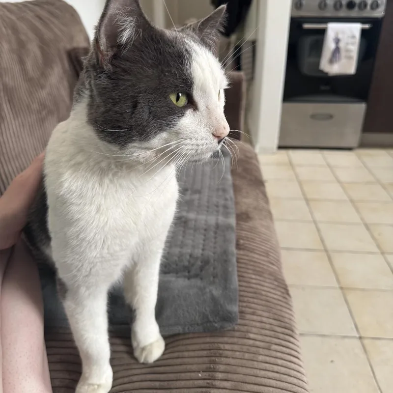 Mr Romantic thumbnail 6