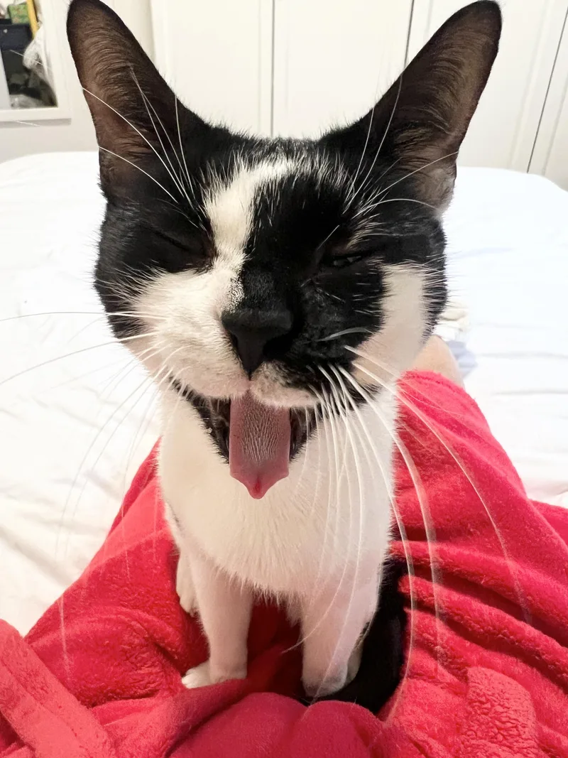 Snow White thumbnail 2