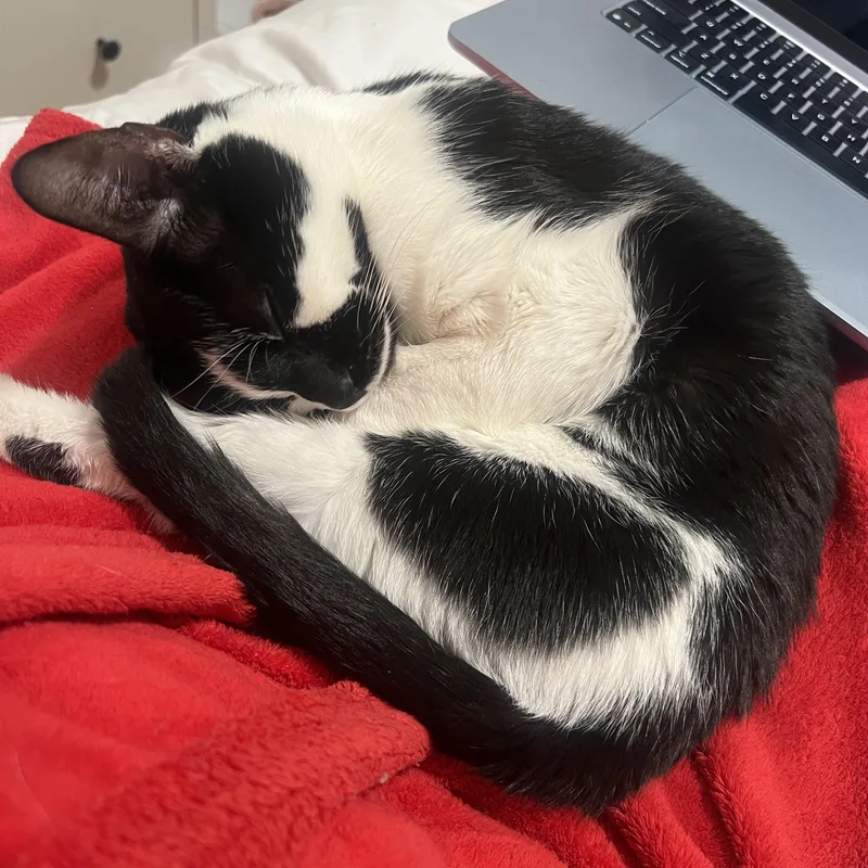 Snow White thumbnail 3