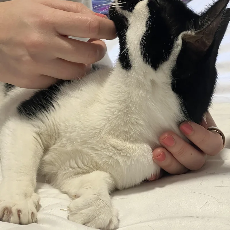 Snow White thumbnail 4