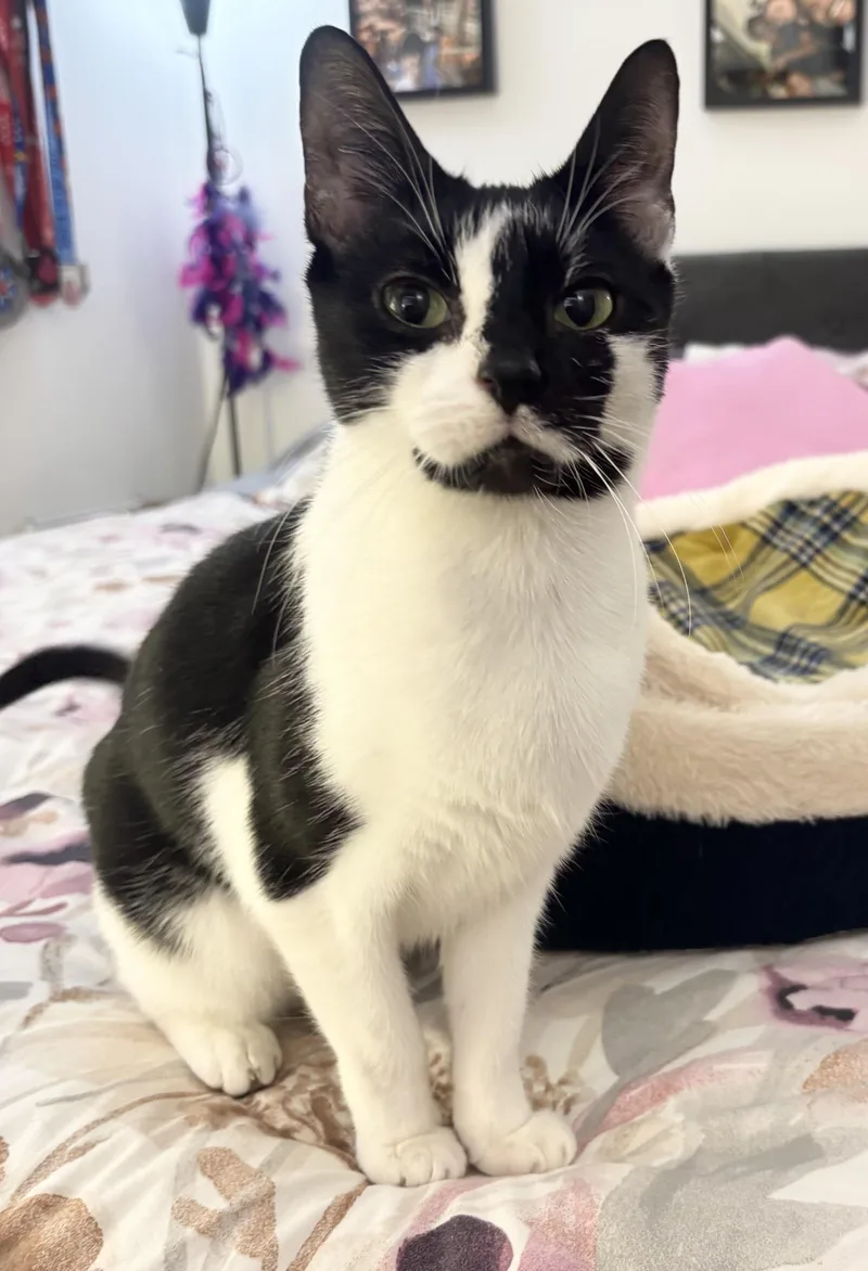 Snow White thumbnail 5