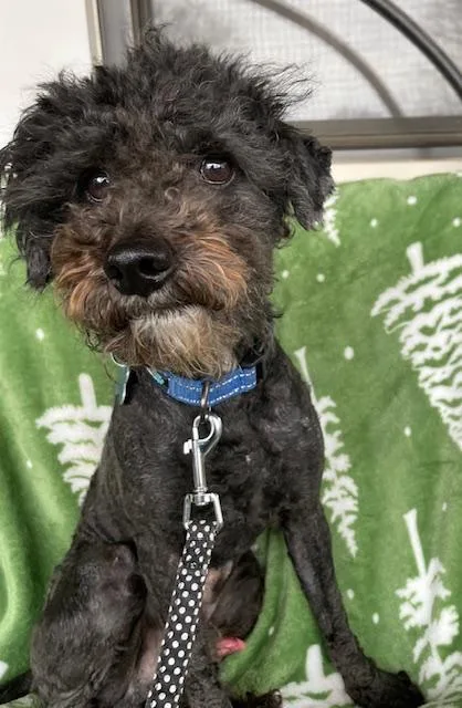 Traveller thumbnail 2