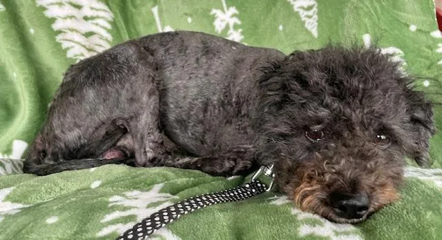 Traveller thumbnail 3