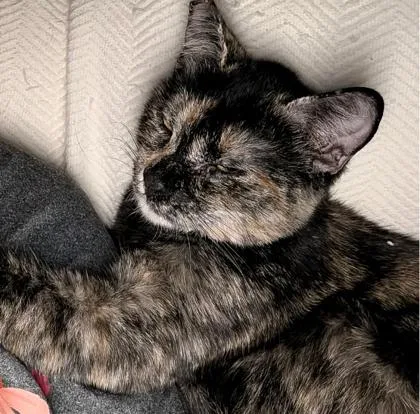 Millicent thumbnail 2