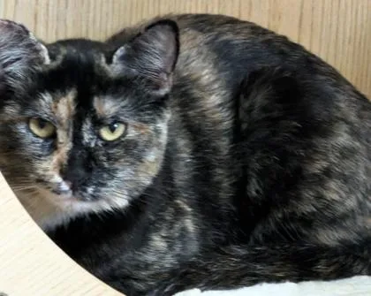 Millicent thumbnail 3