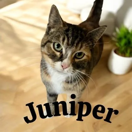Juniper thumbnail 3