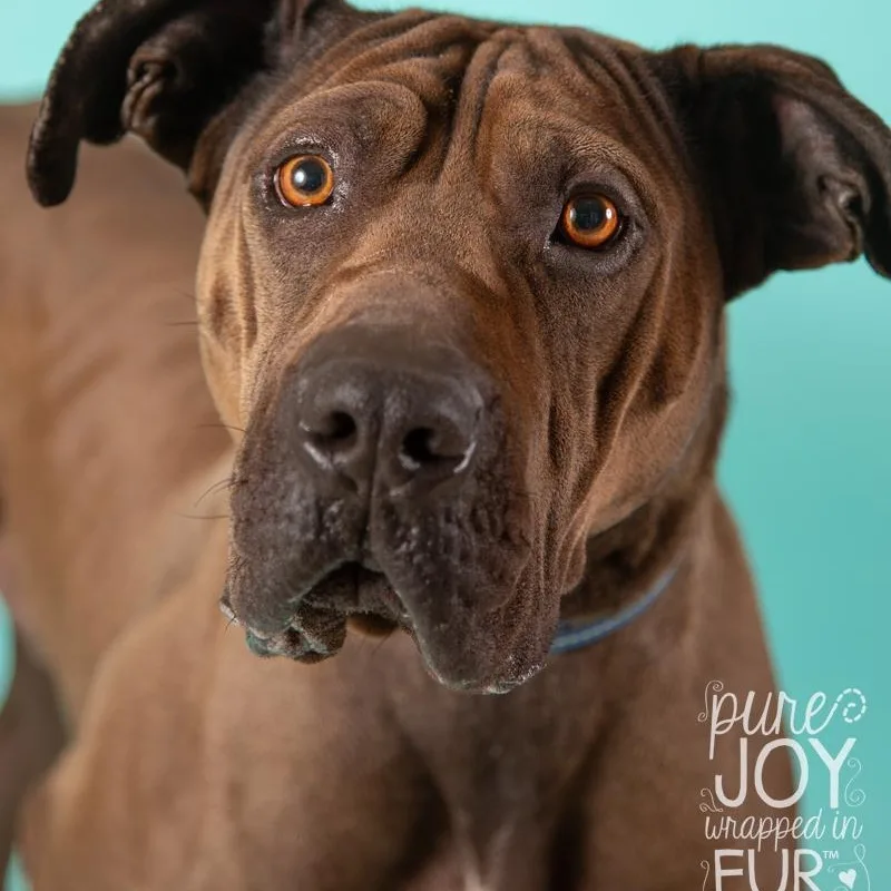 Dogasaurus Duke thumbnail 3