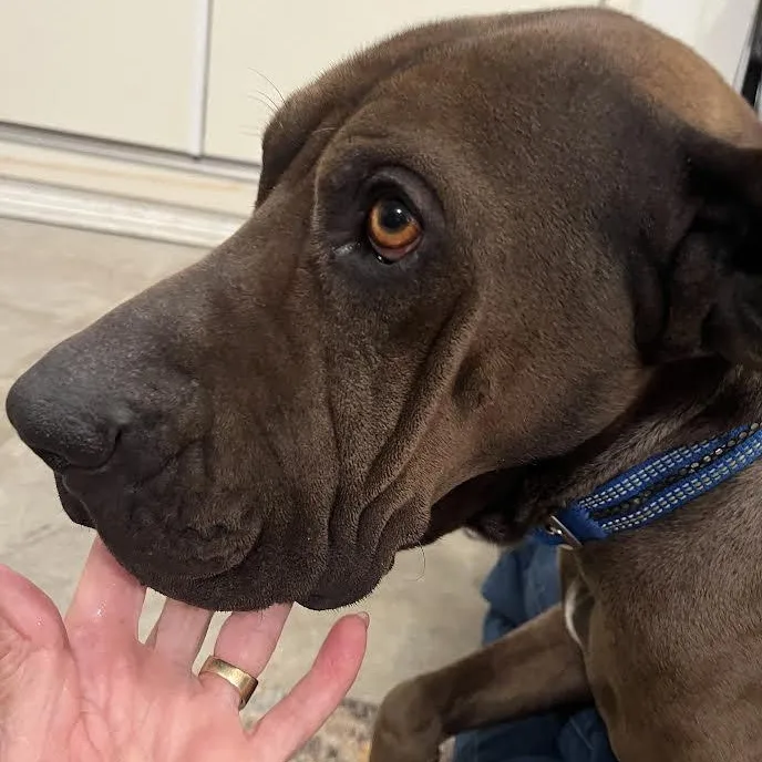 Dogasaurus Duke thumbnail 4