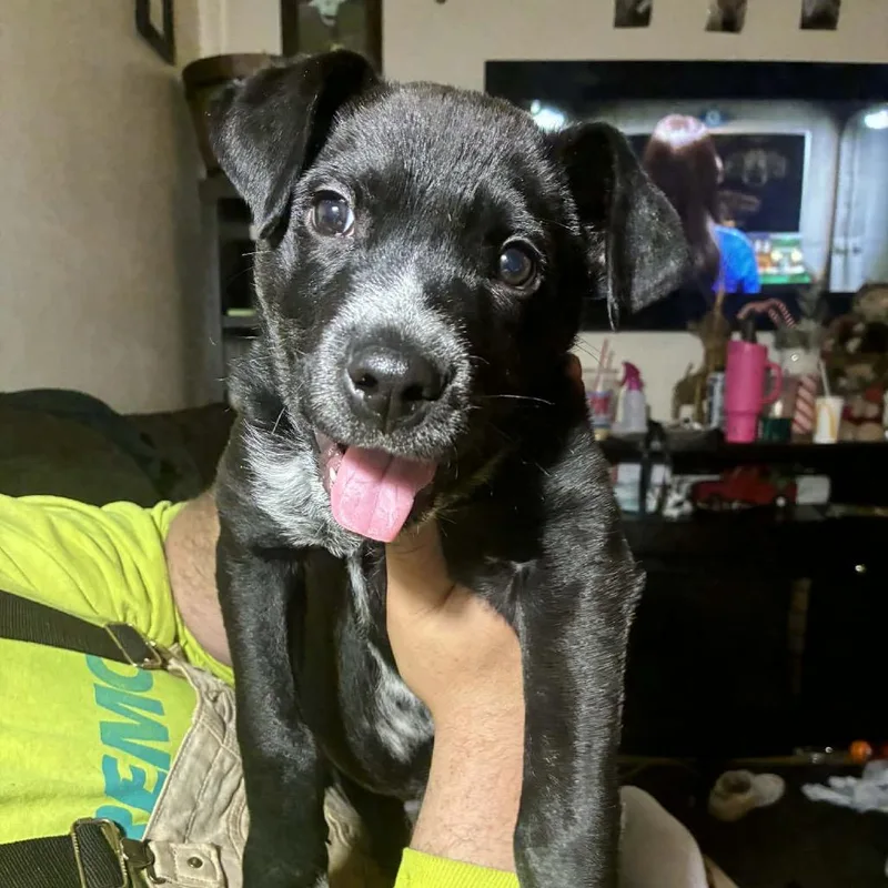 Pipsqueak thumbnail 2