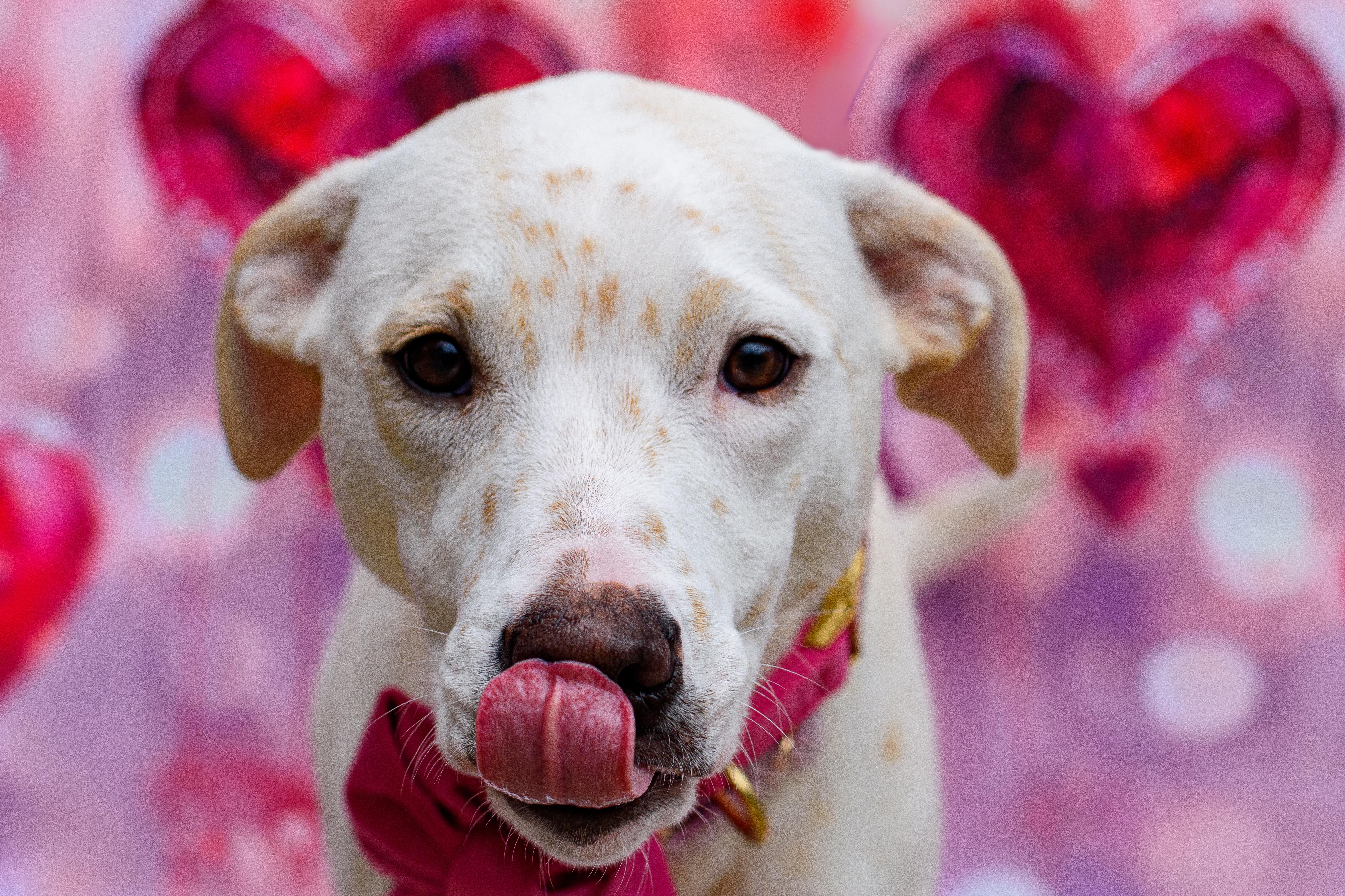 Princess thumbnail 2