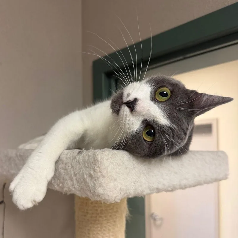 Rainbow Roll thumbnail 2