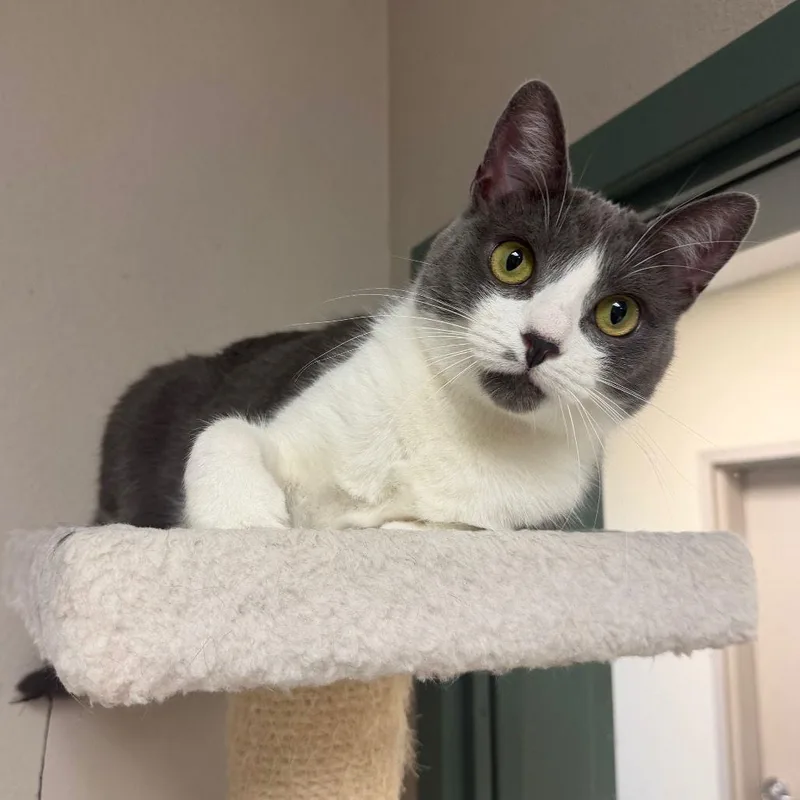 Rainbow Roll thumbnail 3