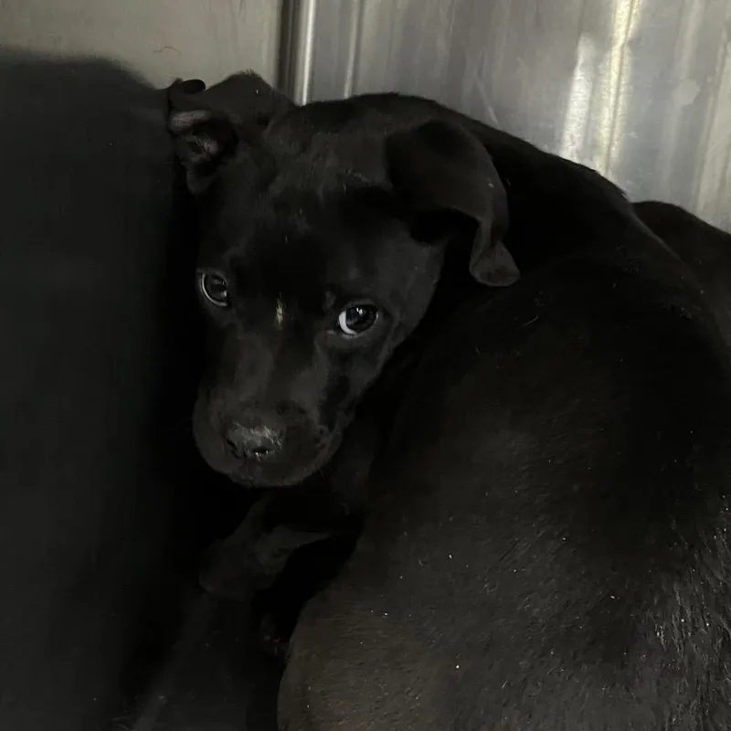 Claudine thumbnail 2