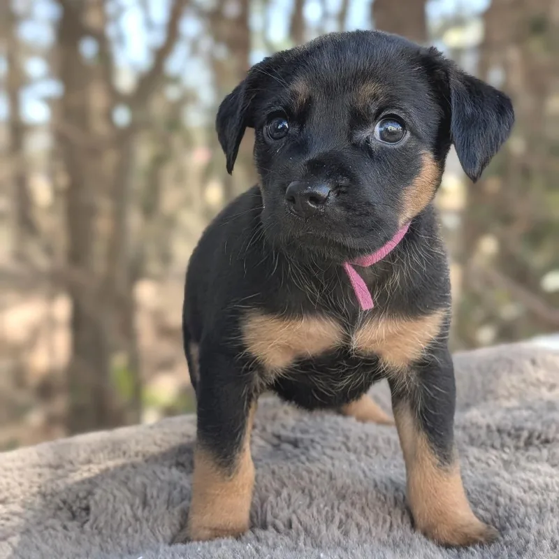 Nessarose thumbnail 2