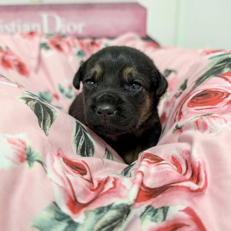 Nessarose thumbnail 3