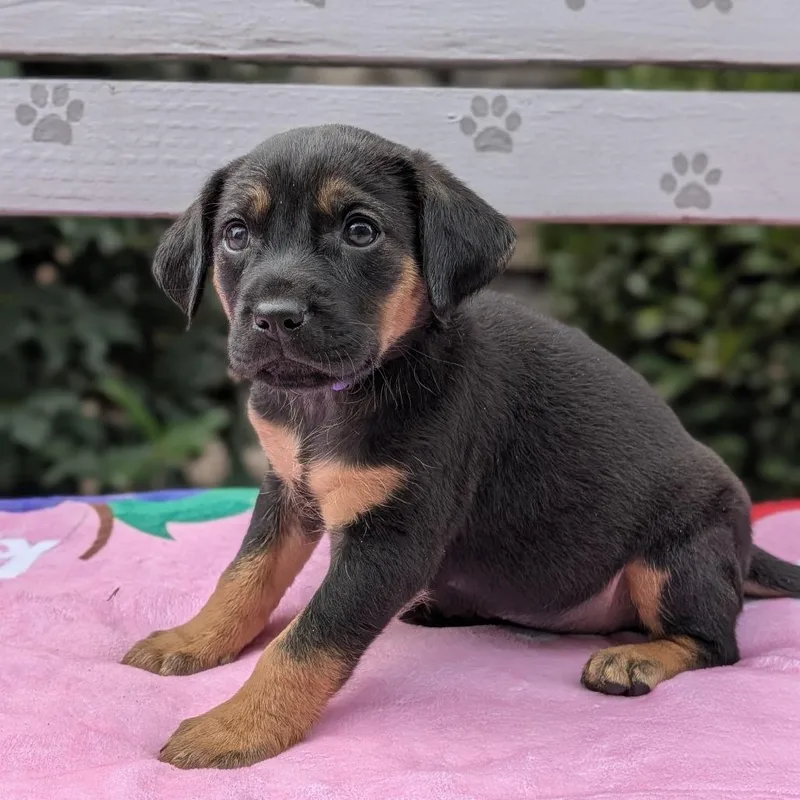 Nessarose thumbnail 4