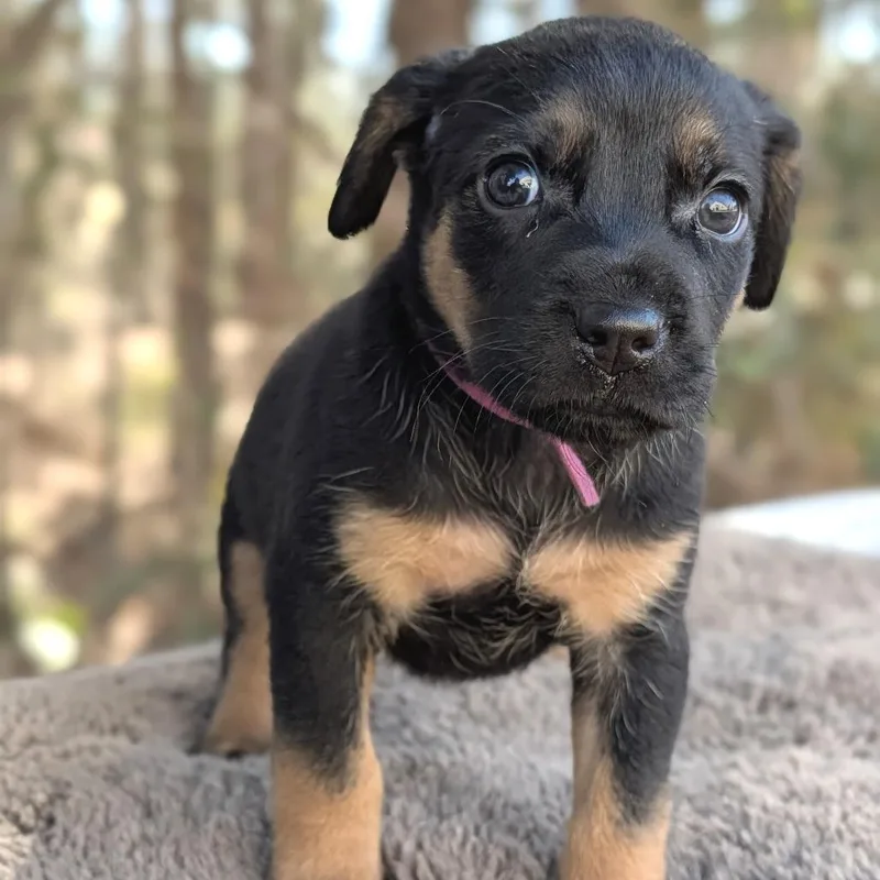 Nessarose thumbnail 5