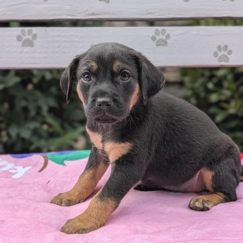 Nessarose thumbnail 6